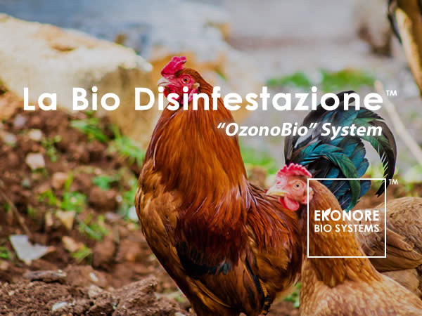 Disinfestazione acaro rosso del pollo a Milano