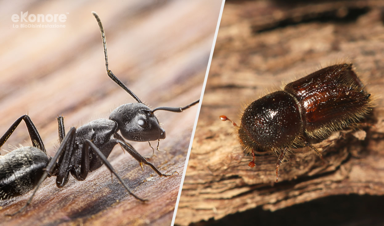 Tarli, formiche o termiti facciamo chiarezza