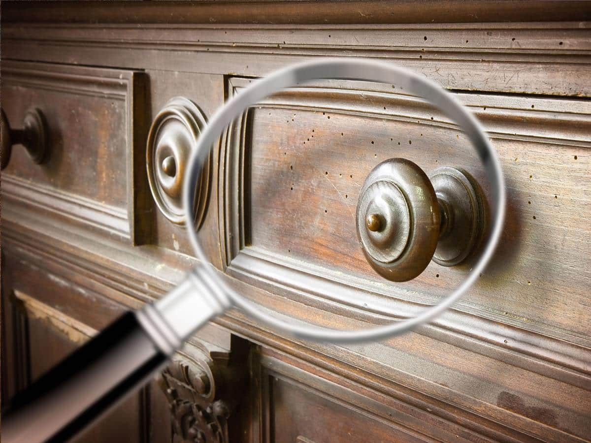 Disinfestazione tarli del legno – Ascolto