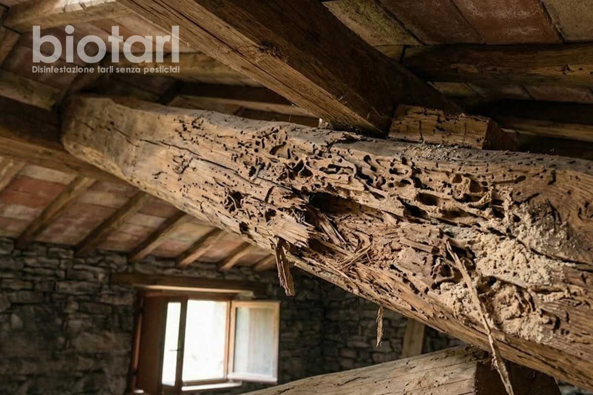 Trave in legno danneggiata dai tarli
