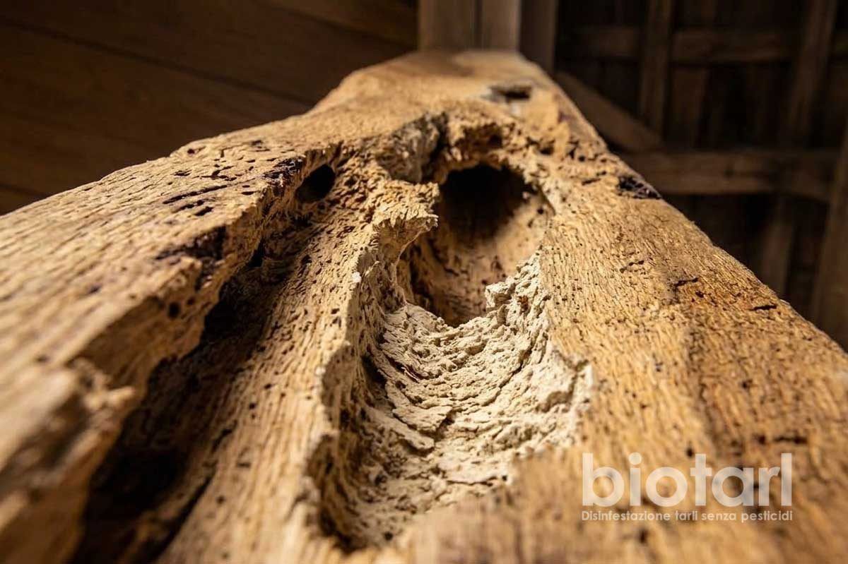 Disinfestazione tarli del legno – Diagnosi