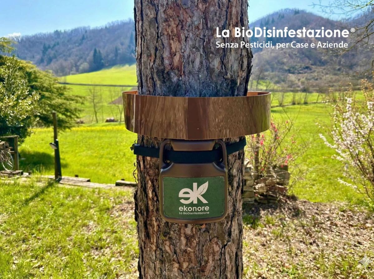Disinfestazione processionaria – Trappole