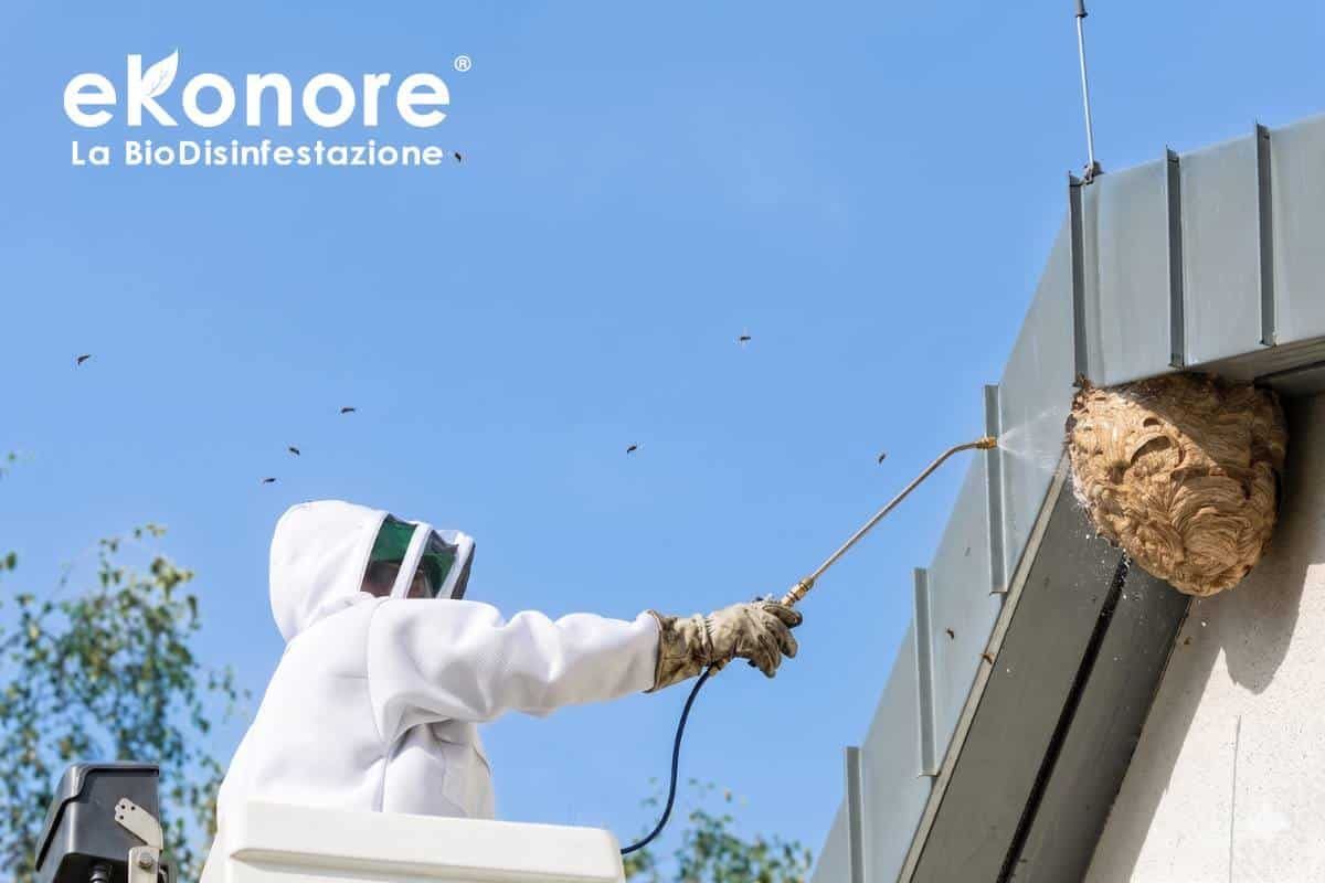 Disinfestazione vespe e calabroni – Trattamento
