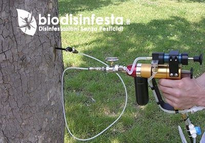 Disinfestazione processionaria – Endoterapia