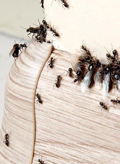 Formica nera dei giardini