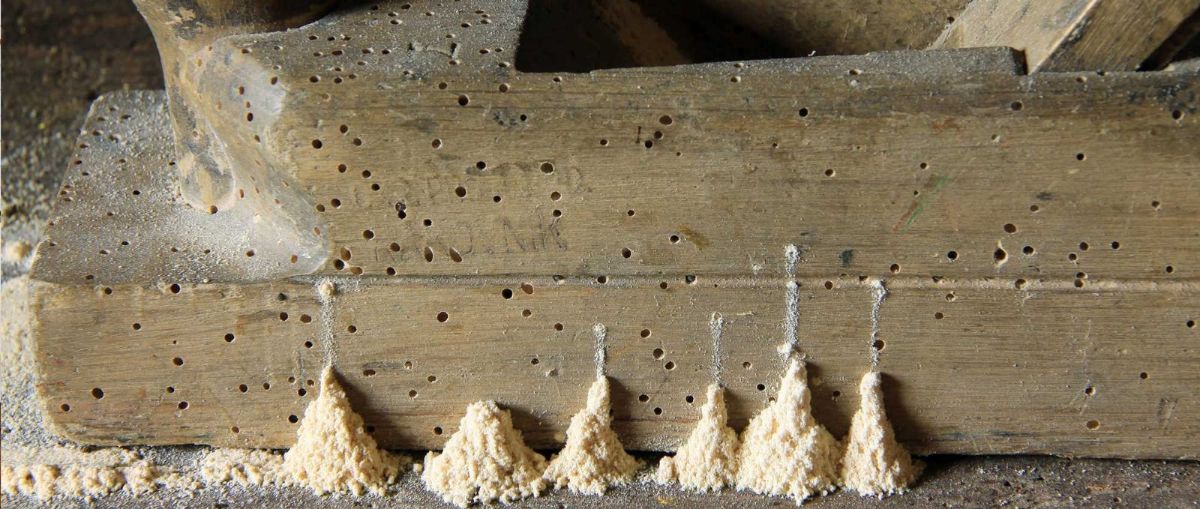 Legno che si sbriciola