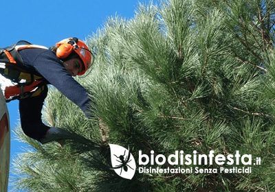 Disinfestazione processionaria – Rimozione nidi