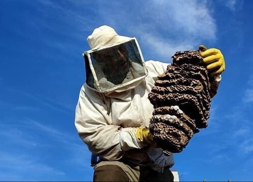 Disinfestazione vespe e calabroni – Protezione