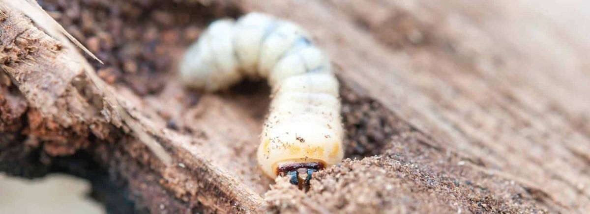 Larva di tarlo nel legno