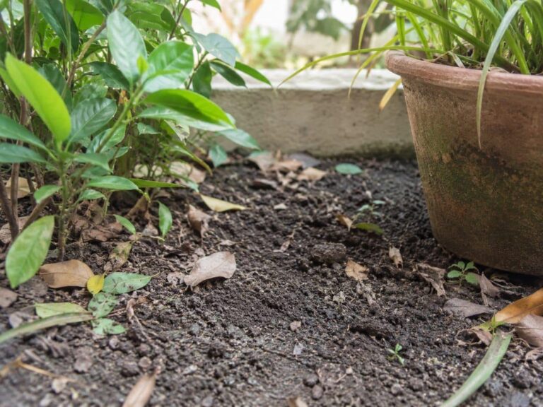 Biodiversità, suolo e impollinatori