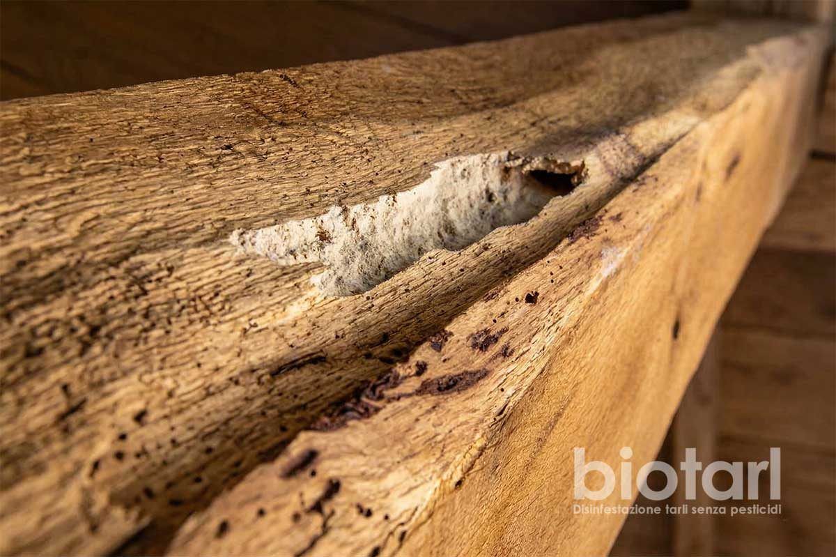 Travi e soffitti – disinfestazione tarli del legno in Lombardia